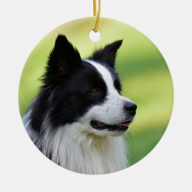 Svart och vit border collie hund julgransprydnad keramik (Framsidan)