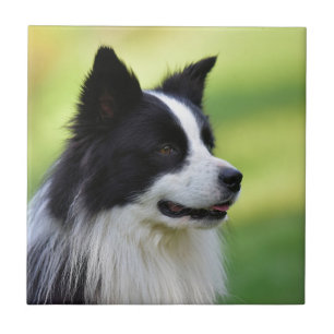 Svart och vit border collie hund kakelplatta