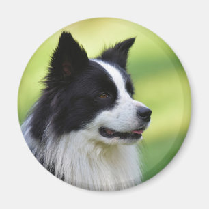 Svart och vit border collie hund magnet
