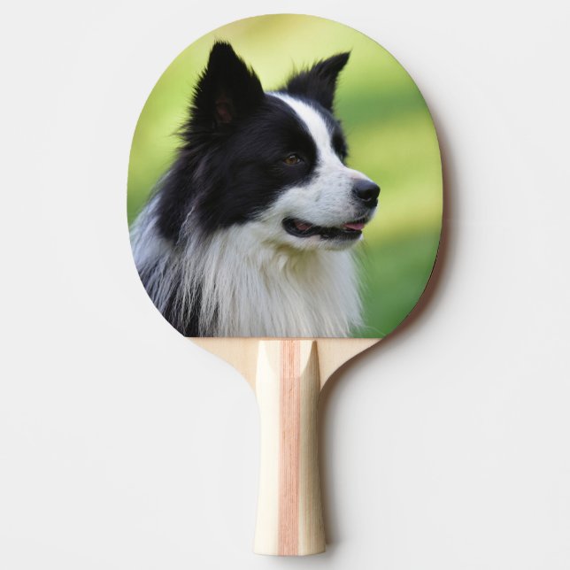 Svart och vit border collie hund pingisracket (Framsidan)