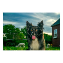 Svart och vit Border Collie hund