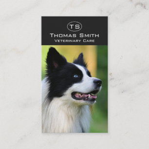 Svart och vit border collie hund visitkort
