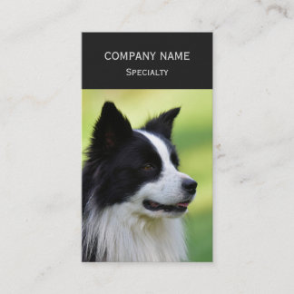 Svart och vit border collie hund visitkort