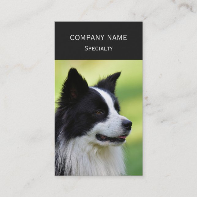 Svart och vit border collie hund visitkort (Framsida)