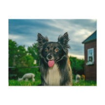Svart och vit Border Collie hund vykort