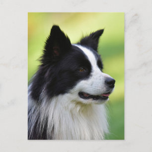 Svart och vit border collie hund vykort