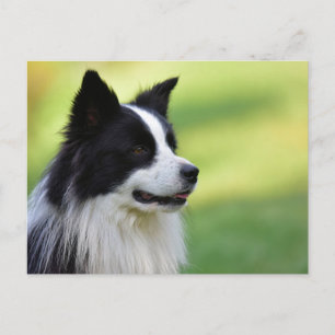 Svart och vit border collie hund vykort