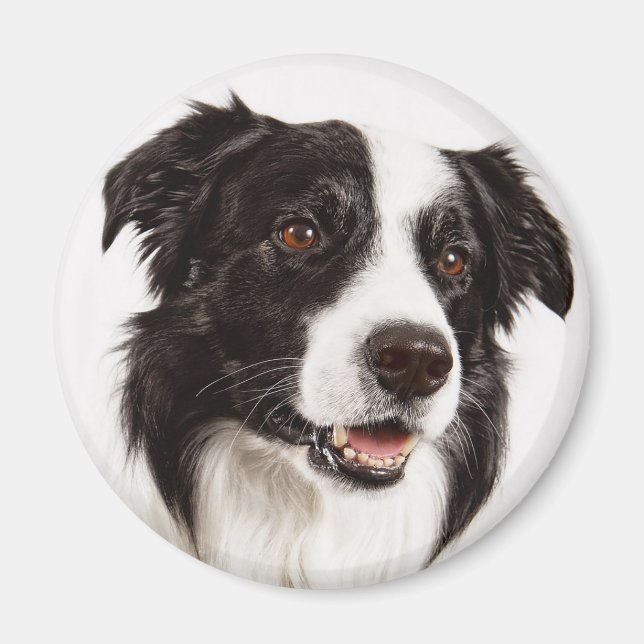 Svart och vit border collie valp hund magnet (Framsidan)