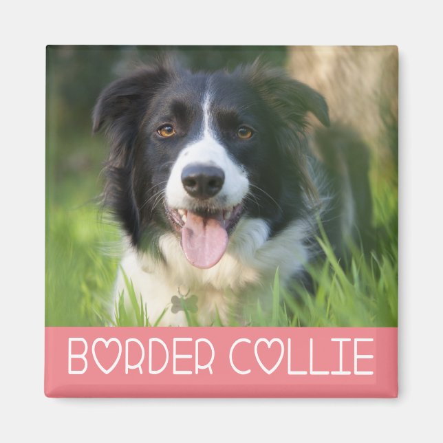 Svart Och Vit Border Collie Valp Hund Rosa Magnet (Framsidan)