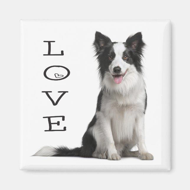 Svart och vit Border Collie-valp Magnet (Framsidan)