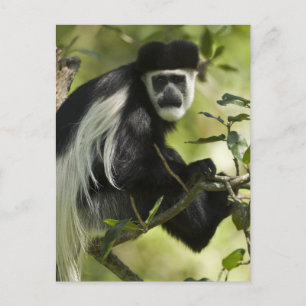 Svart och vit colobus vykort