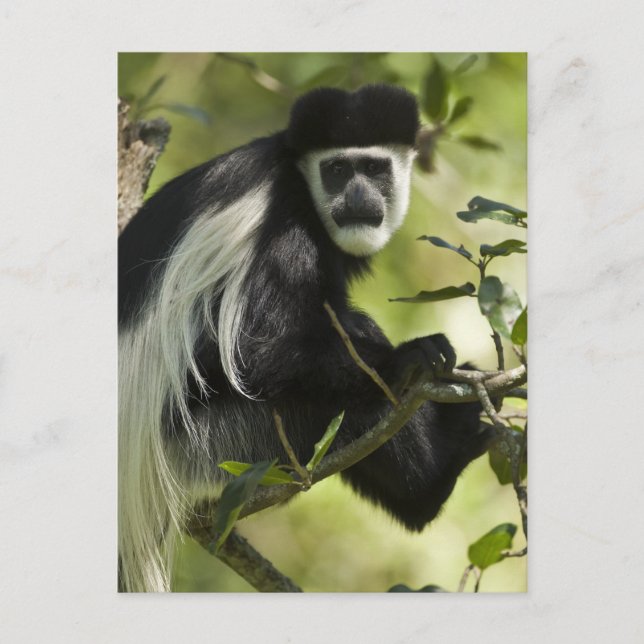 Svart och vit colobus vykort (Framsida)