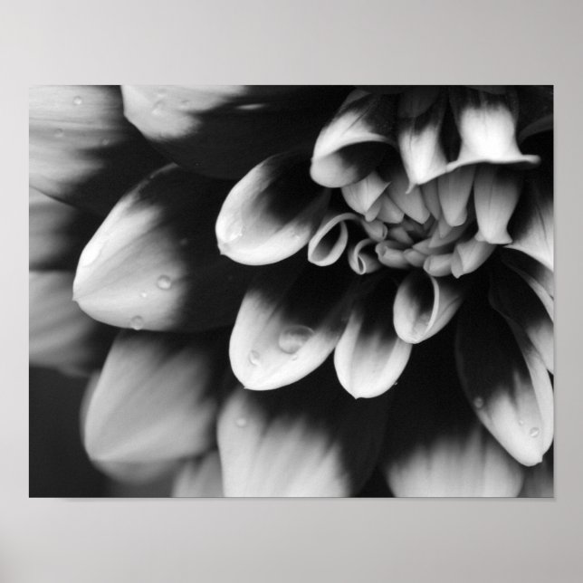 Svart och vit Dahlia-blomma Poster (Framsidan)