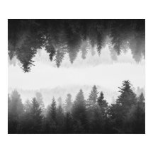 Svart och vit dimma, speglad skog