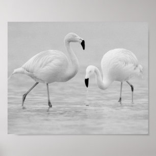 Svart och vit Flamingo Tropical Printable Art Poster