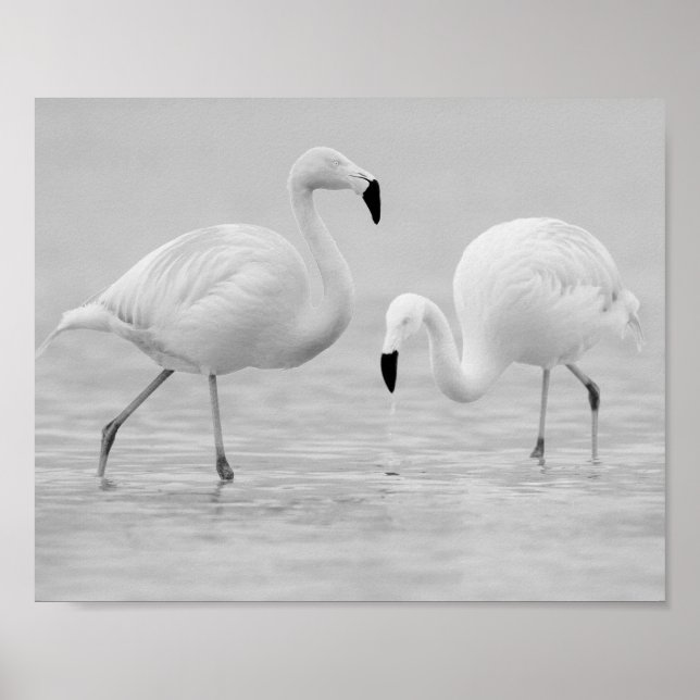 Svart och vit Flamingo Tropical Printable Art Poster (Framsidan)