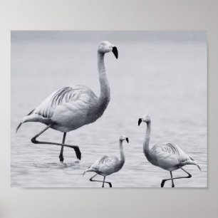 Svart och vit Flamingo Tropical Printable Art Poster