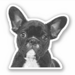Svart och vit Fransk Bulldog Klistermärken