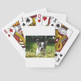 Svart och vit fransk bulldoggvalp casinokort