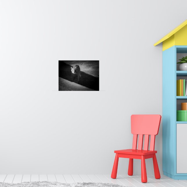 Svart och Vit Gatuskatt Fotografi Poster (Barnkammare 1)