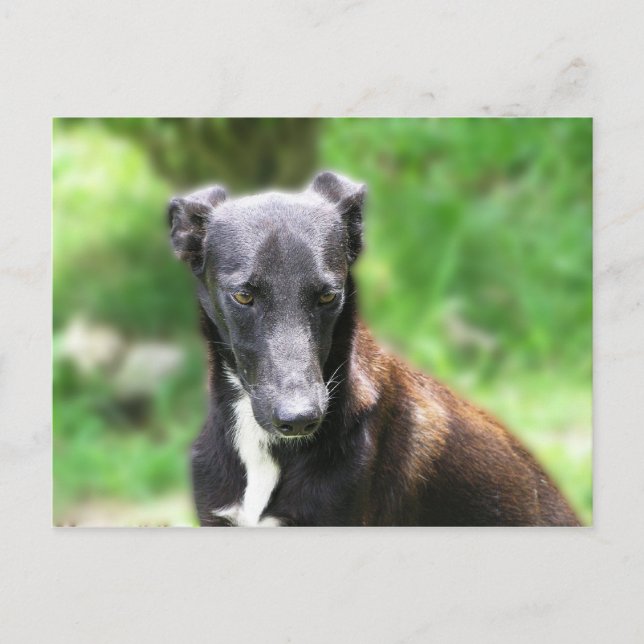 Svart och vit Greyhound hund Vykort (Framsida)