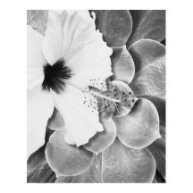 Svart och vit hibiskus