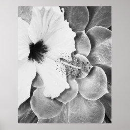 Svart och vit hibiskus poster