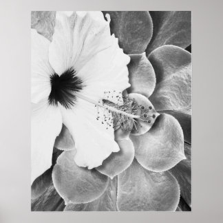 Svart och vit hibiskus poster