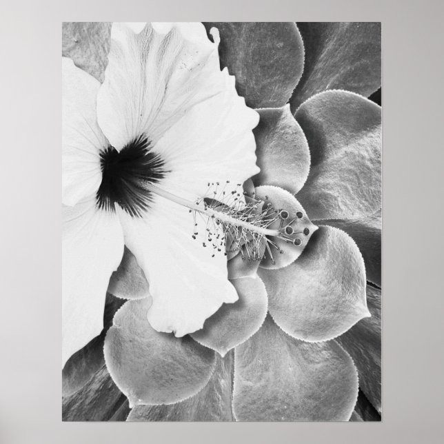 Svart och vit hibiskus poster (Framsidan)