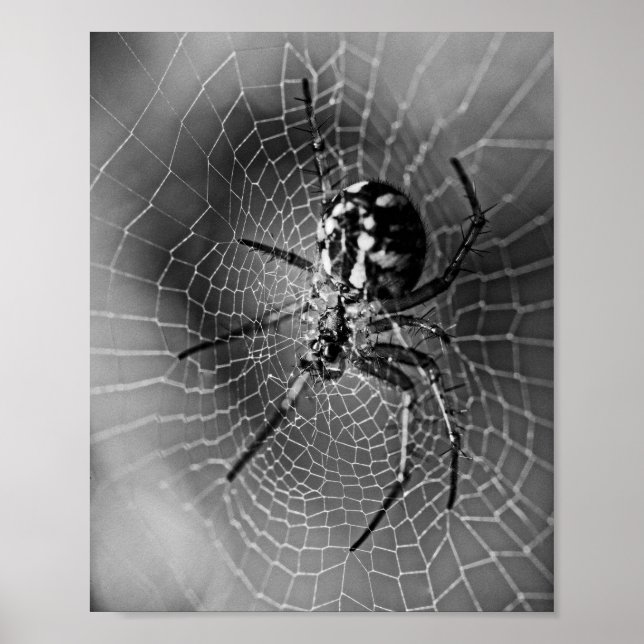 Svart och vit hjulspindel poster (Framsidan)