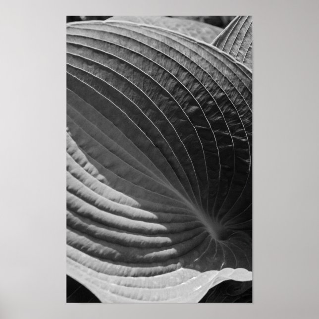 Svart och vit Hosta-blad Poster (Framsidan)