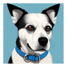Svart och vit hund med blå halsband