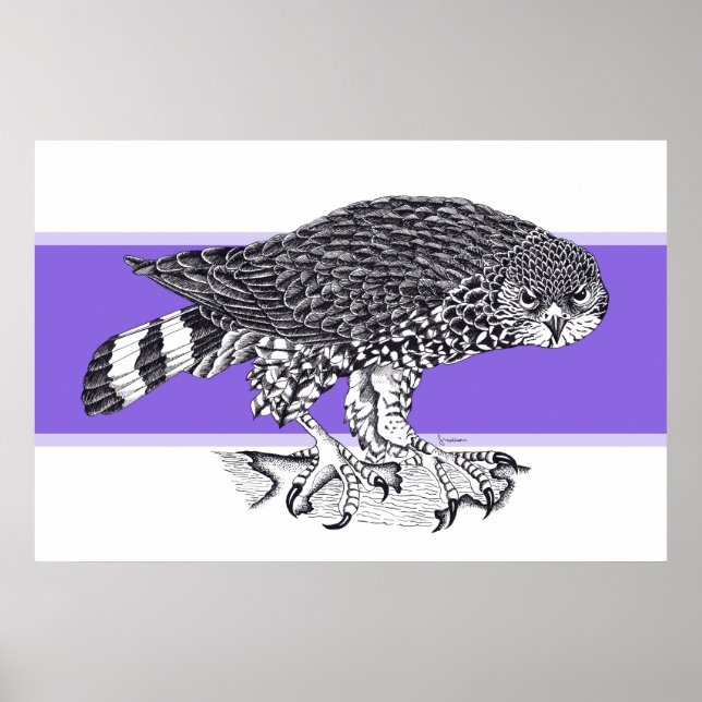 Svart och vit illustration av Sparrow Hawk Poster (Framsidan)