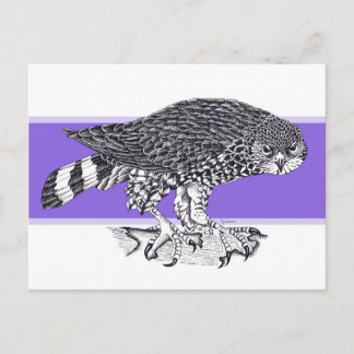 Svart och vit illustration av Sparrow Hawk Vykort