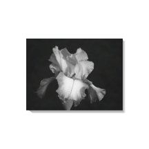 Svart och vit Iris Blommig Foto
