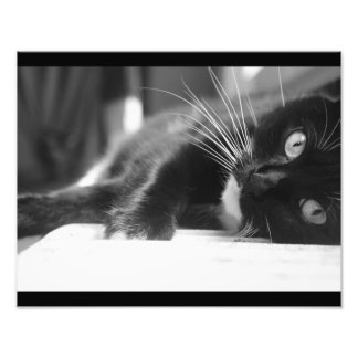 Svart och vit katt fototryck