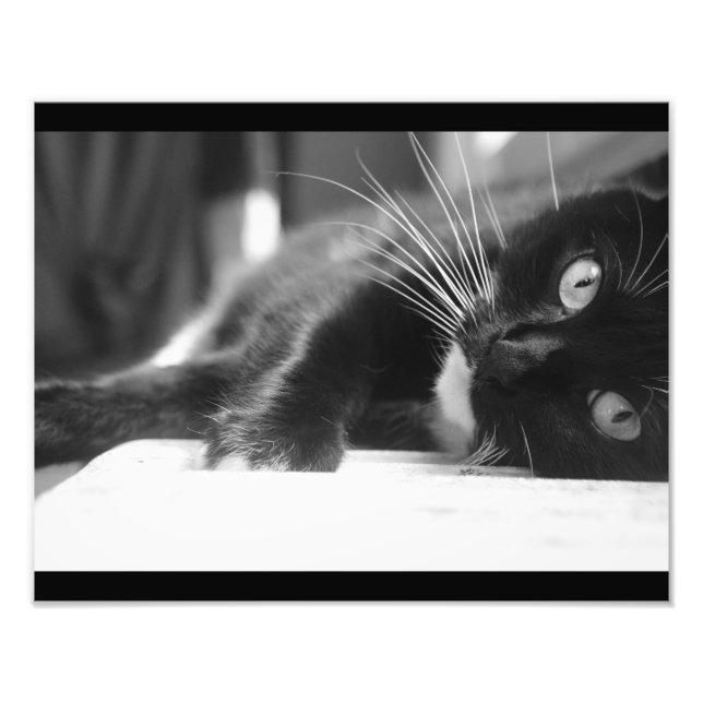 Svart och vit katt fototryck (Framsidan)