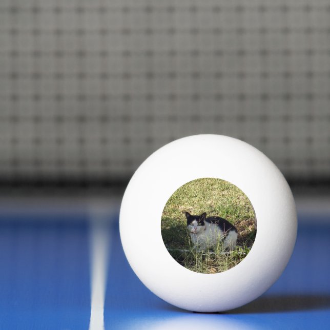 Svart och vit katt i Garden. Pingisboll (Netto)