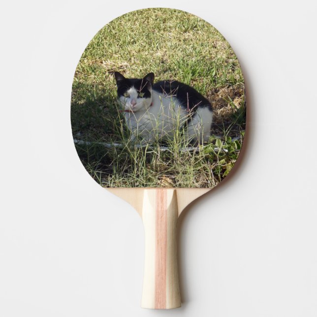 Svart och vit katt i Garden. Pingisracket (Framsidan)