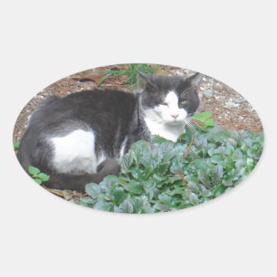 Svart och vit katt i grönt ovalt klistermärke