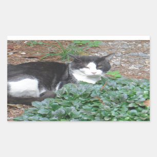 Svart och vit katt i grönt rektangulärt klistermärke