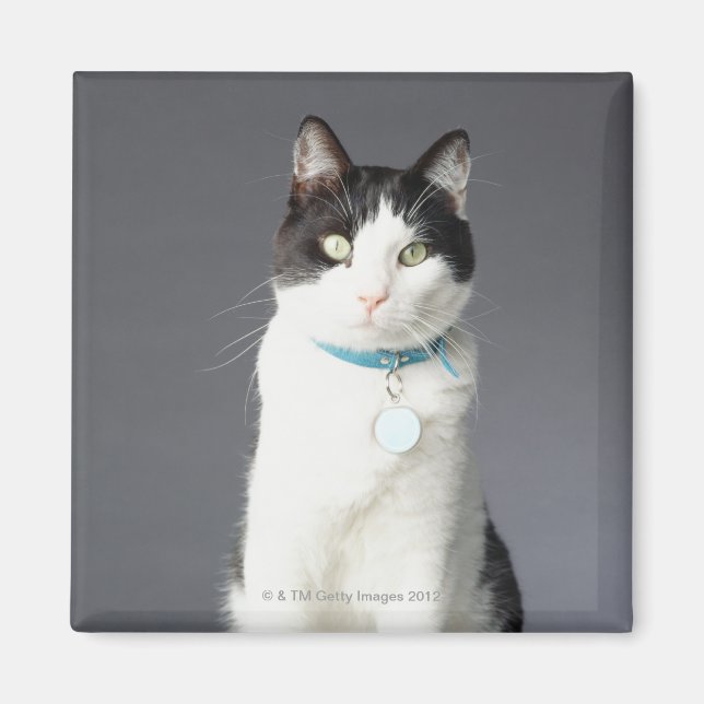 Svart och vit katt magnet (Framsidan)