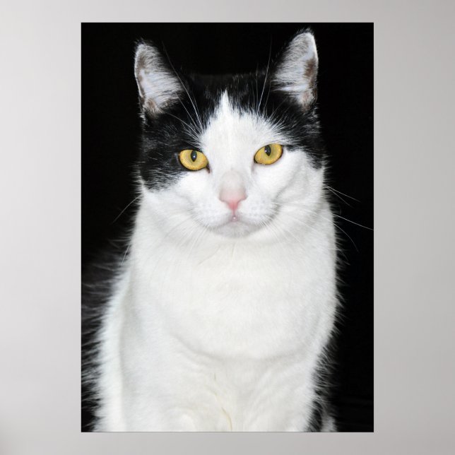 Svart och vit kattporträtt poster (Framsidan)