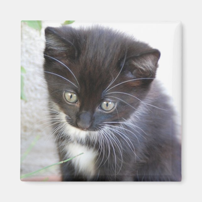 Svart och vit kattunge foto magnet (Framsidan)