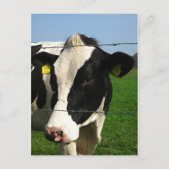 Svart och vit ko stängs upp vykort (Framsida)