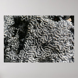 Svart och vit korall I Abstrakt naturfoto Poster