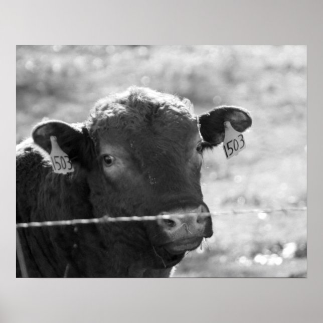 Svart och vit kummel bakom stängt trålstängsel 16  poster (Framsidan)