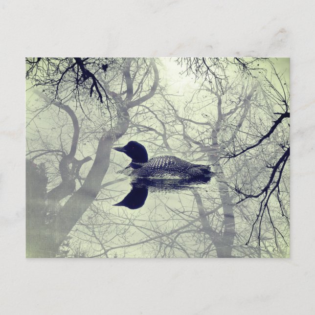 Svart och vit lom på en sjö vykort (Framsida)