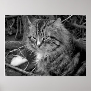 Svart och vit Maine Coon Katt Porträtt Poster