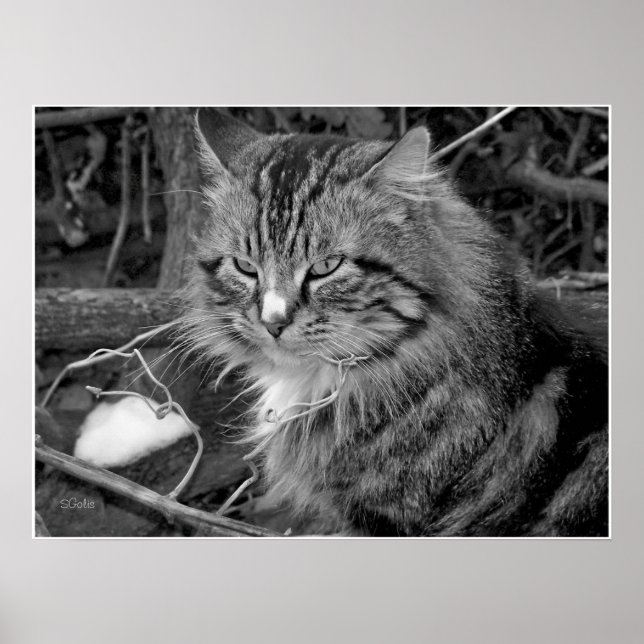 Svart och vit Maine Coon Katt Porträtt Poster (Framsidan)